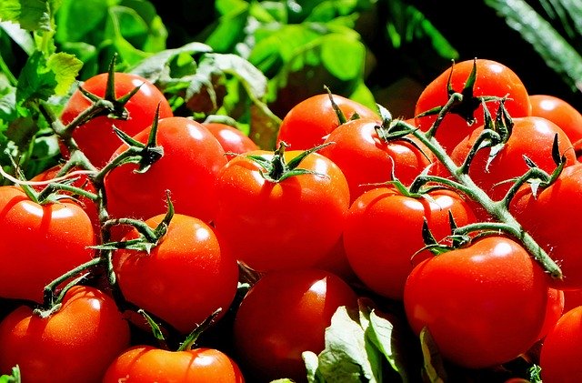 plantation tomates